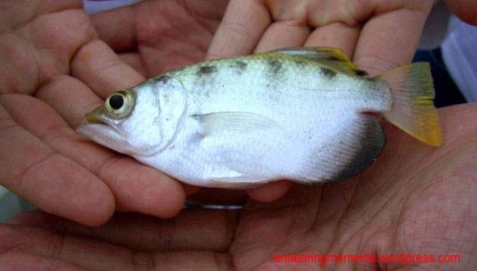 Malaysia is blessed with a diverse fauna.