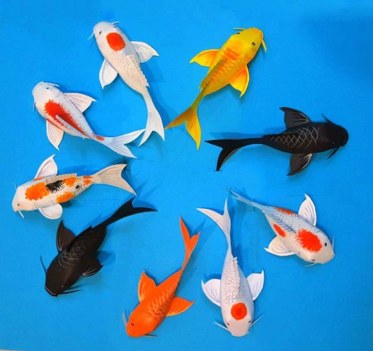 Top View of all our dear fishes